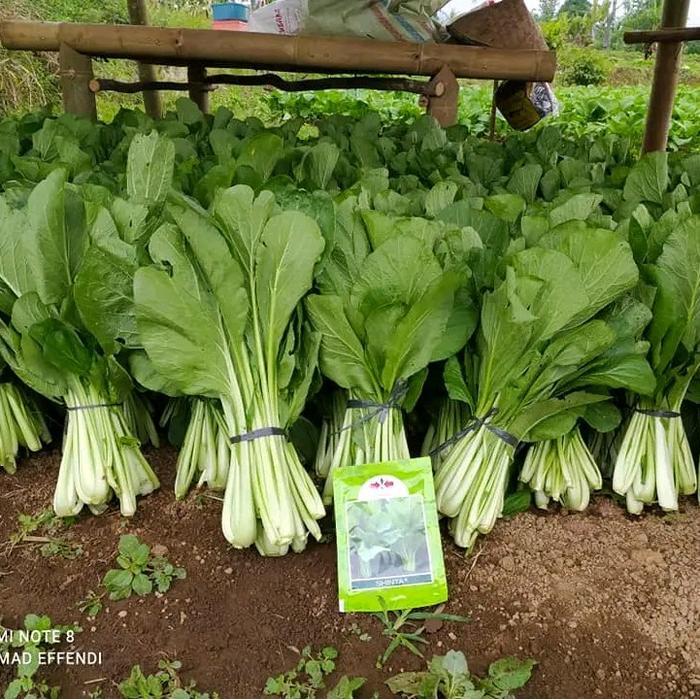 Najwa Gadget Benih Bibit Sawi Caisim Shinta, Tidak Pahit (Sawi Jumbo) Isi Kemasan 25 Gram Masa