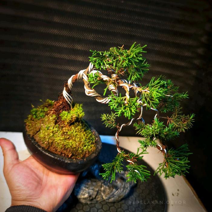 Serasiinspace Bonsai Mini Shito Mame Cemara Siap Pajang Plus Pot Bonsai Dan Free Moss