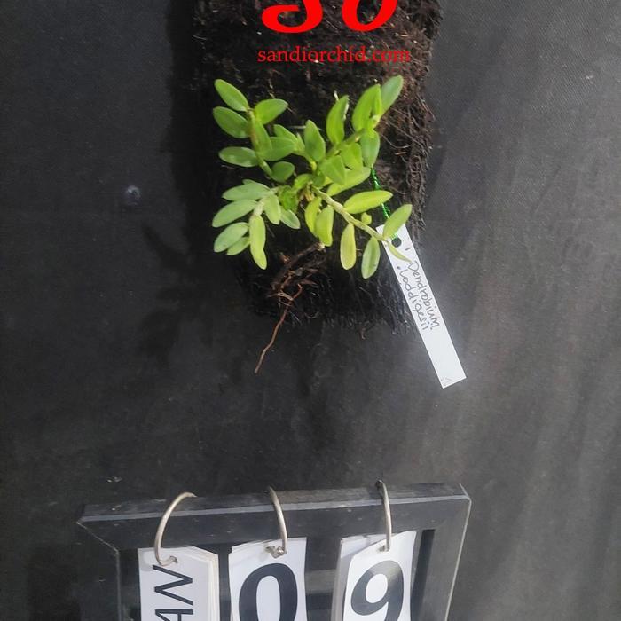 [ DEWASA ] Dendrobium loddigesii - Anggrek Mini yang Wajib Dimiliki Pecinta Dendrobium