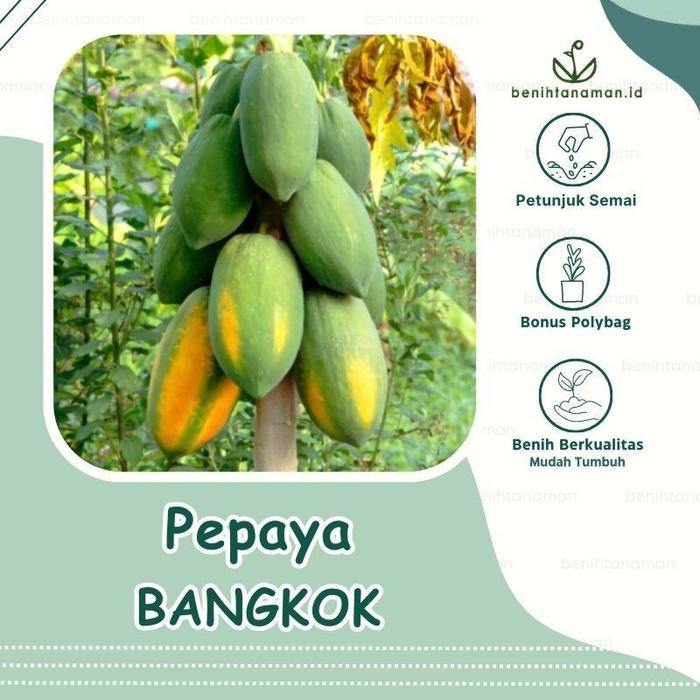 3 Biji - Benih Pepaya Bangkok Pepaya Thailand