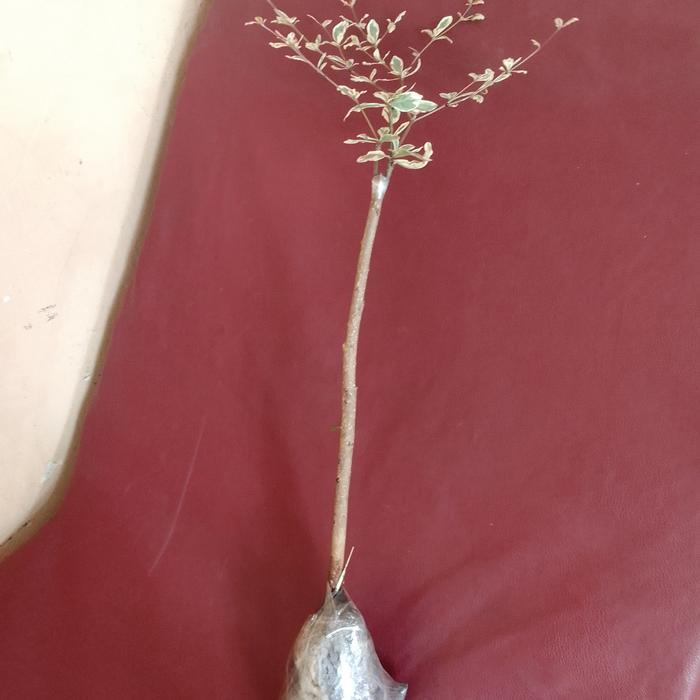 Tanaman Pohon ketapang kencana varigata