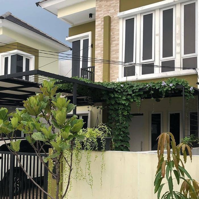 tanaman hias rambat thunbergia putih - Bibit Tanaman Thunbergia Putih