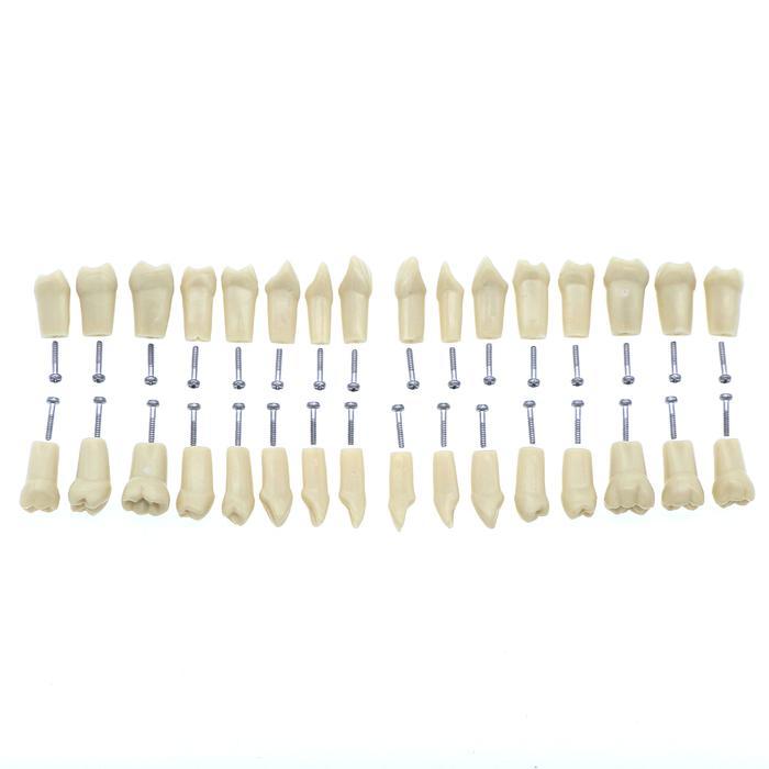 FIT FRASACO AG3 TYPODONT DENTAL TEETH MODEL FULL TEETH 32PCS SCREW-IN PRACTICE FILLING SOFT GUM