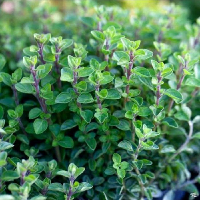 BENIH OREGANO ITALIAN ( BENIH IMPOR REPACK )