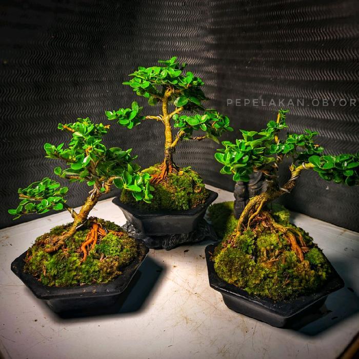 Bonsai Mini Shito Mame Sancang Premna Real Karakter Siap Pajang Plus Pot Bonsai Segi Enam Cantik
