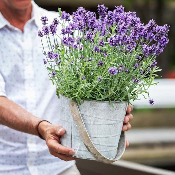 BIBIT BENIH BUNGA LAVENDER ENGLISH BIBIT BENIH TANAMAN