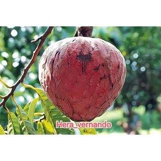 Bibit Sirsak Merah Jumbo Hasil Okulasi siap berbuah