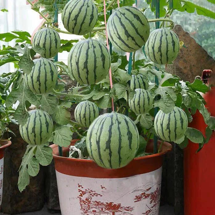 Serasiinspace Bibit Benih Semangka Mini - Kualitas Premium (Bonus Benih Random)