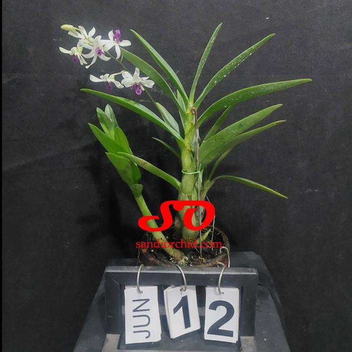 Dendrobium mesangnil dewasa