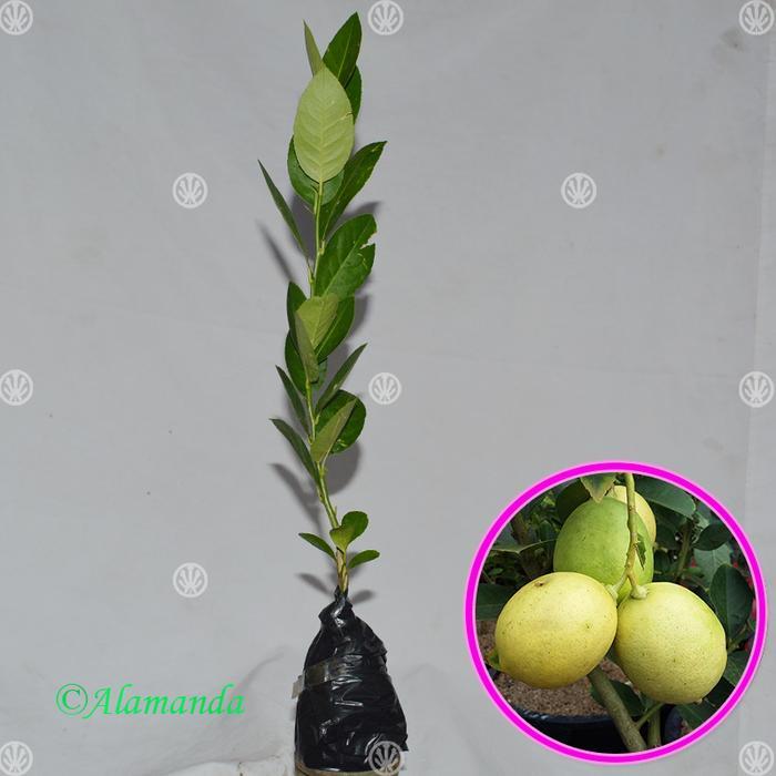 Tanaman Jeruk Lemon Tanpa Biji