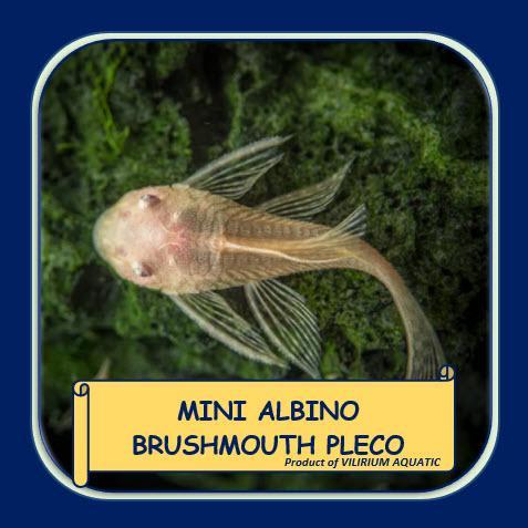 IKAN HIAS AIR TAWAR - SAPU SAPU BRUSHMOUTH ALBINO MINI