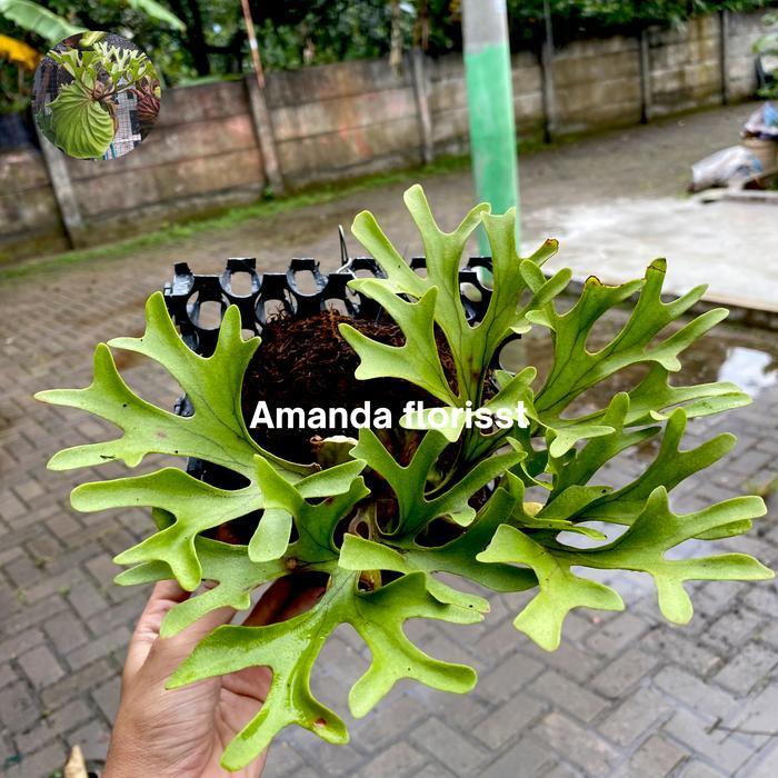 PLATYCERIUM RIDLEYI / SIMBAR MENJANGAN / TANDUK RUSA