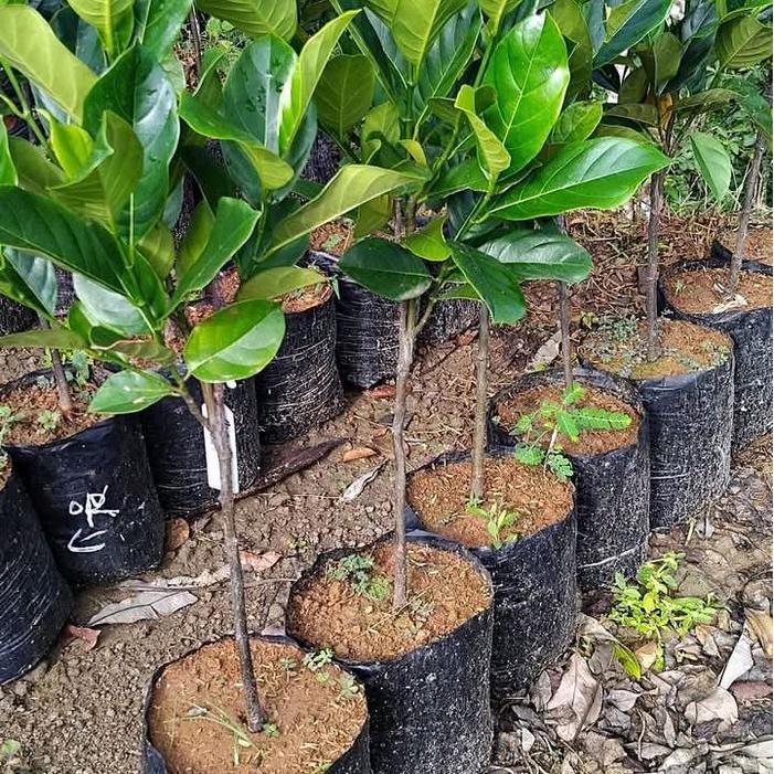 BIBIT NANGKA MERAH BENIH .