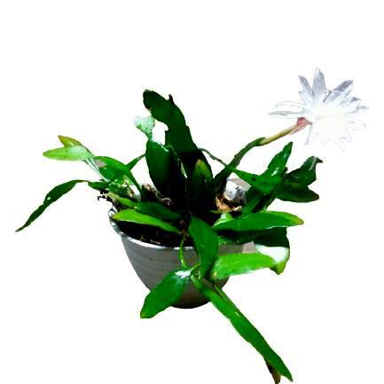 "New" tanaman bunga wijaya kusuma bunga putih Epiphyllum Pupuk 1 bulan 1x
