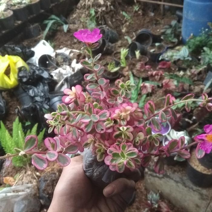"New" Florist Katusba Tanaman Hias Berbunga Portualaca Pink Krokot Magenta Cerah Daun Oval Toleran