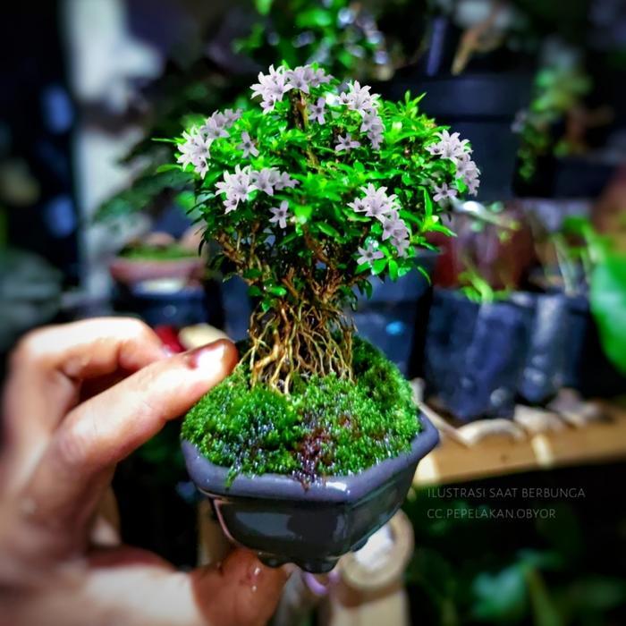 Bonsai Mini Shito Seribu Bintang Super Micro Japan Plus Pot Bonsai Batu Tanaman