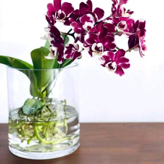 VAS BUNGA KACA BENING / VAS TABUNG / POT TANAMAN AIR HIDROPONIK - VAS ROCK