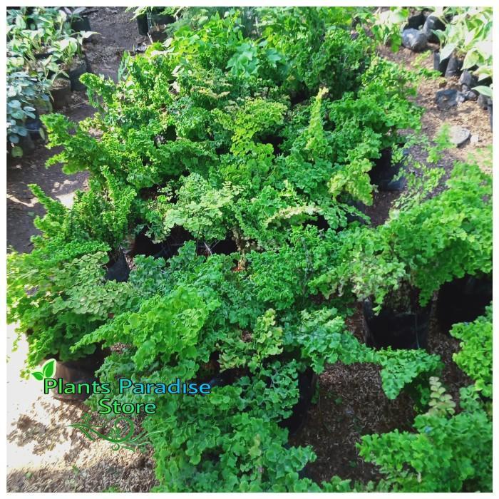 Tanaman hias suplir kribo - suplir kribo - tanaman indoor Gratis Ongkir