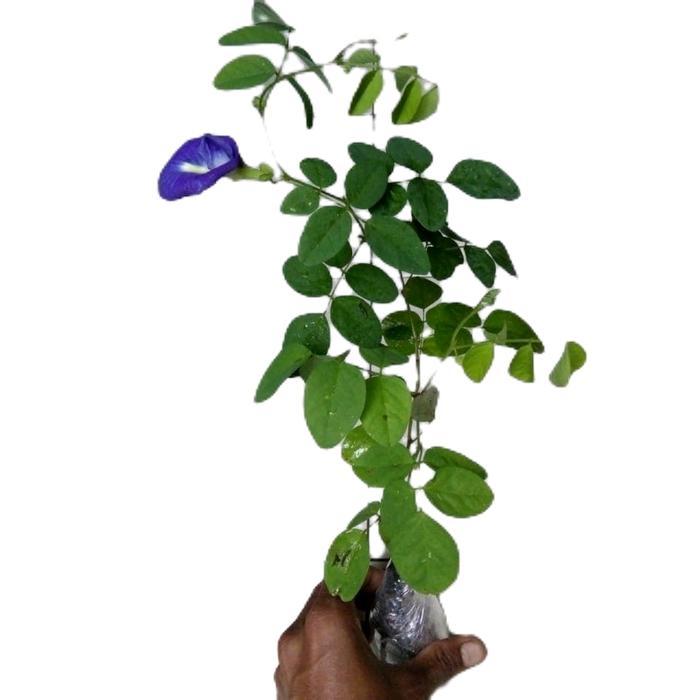 "New" Bibit tanaman bunga telang / pohon bunga telang /bibit bunga telang