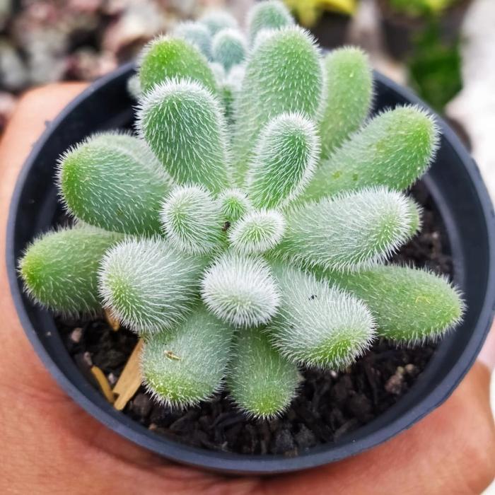 TERMURAH kaktus skulen Sedum hintonii READY STOCK