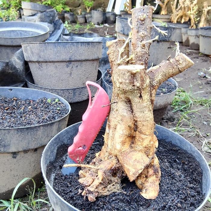 ORIGINAL bahan bonsai anting putri mikro jumbo READY STOCK