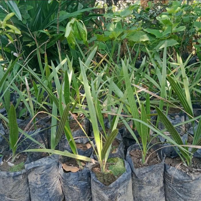 Bibit Tanaman Kurma Ajwa-Bibit Pohon Kurma Ajwa-Bibit Buah Kurma Nabi Terbaik