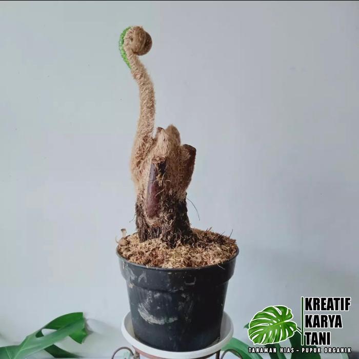 TANAMAN HIAS PAKIS MONYET - TANAMAN PENEDUH PAKIS MONYET