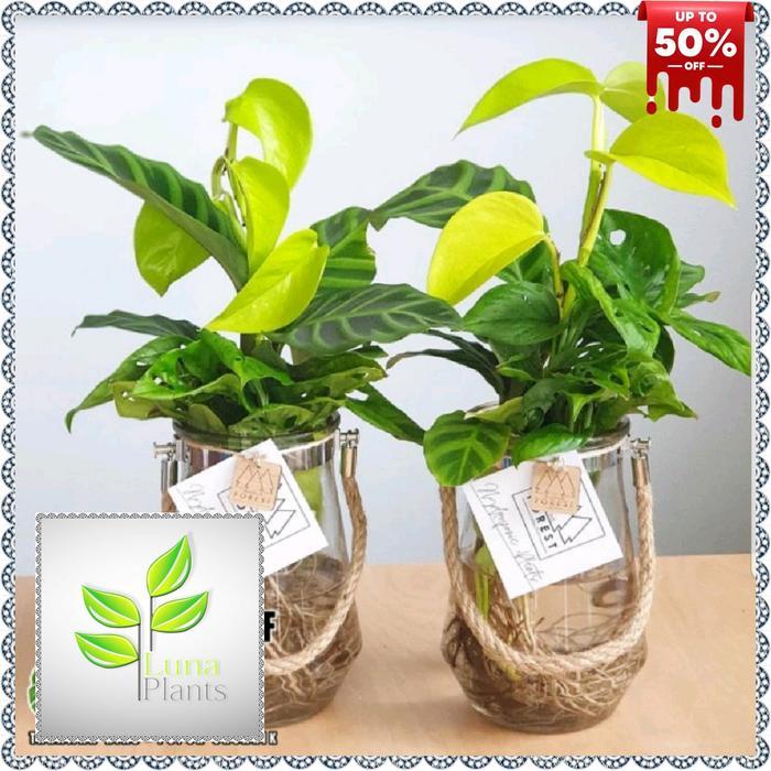 tanaman media air - tanaman hias paket 3 media air