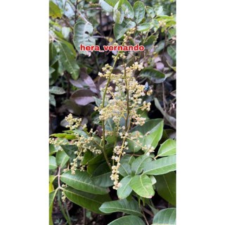 Bibit Kelengkeng Matalada 1 Meter batang besar super