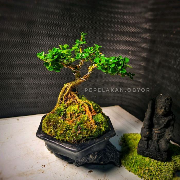 Bonsai Mini Shito Mame Sancang Premna Real Karakter Siap Pajang Plus Pot Bonsai Segi Enam Cantik