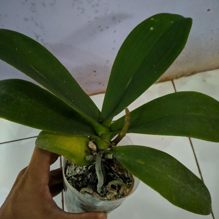 Tanaman hias anggrek bulan spike jumbo anggrek bulan spike