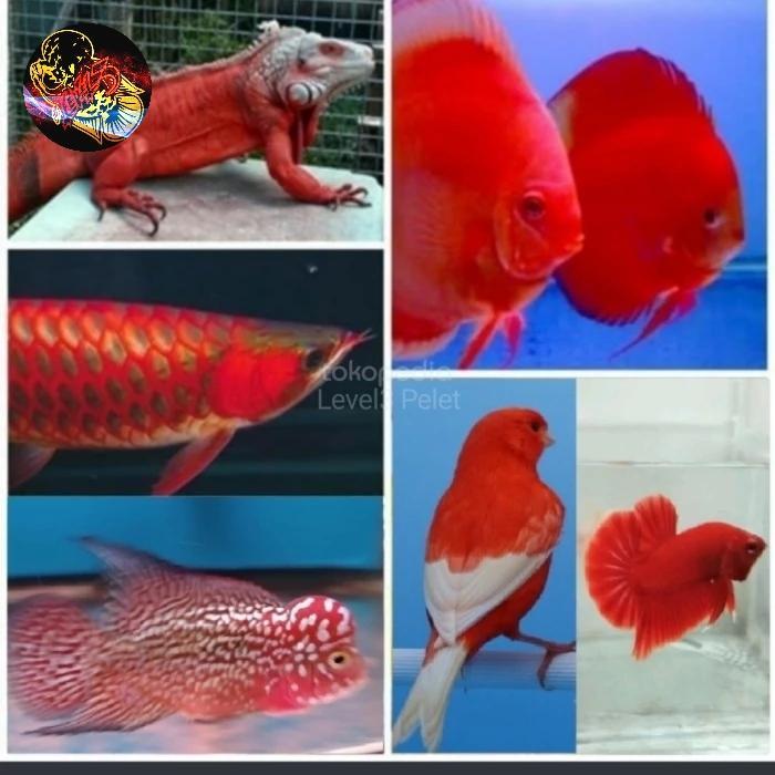 VITA LUCANTIN RED 50GR CAROPHYLL CANTHAXANTHIN MERAH ORIGINAL 100% ORI