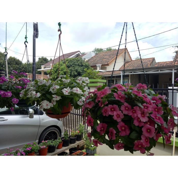 BIBIT BENIH BIJI BUNGA GANTUNG VINCA MIX WARNA TAPAK DARA MUDAH TUMBUH