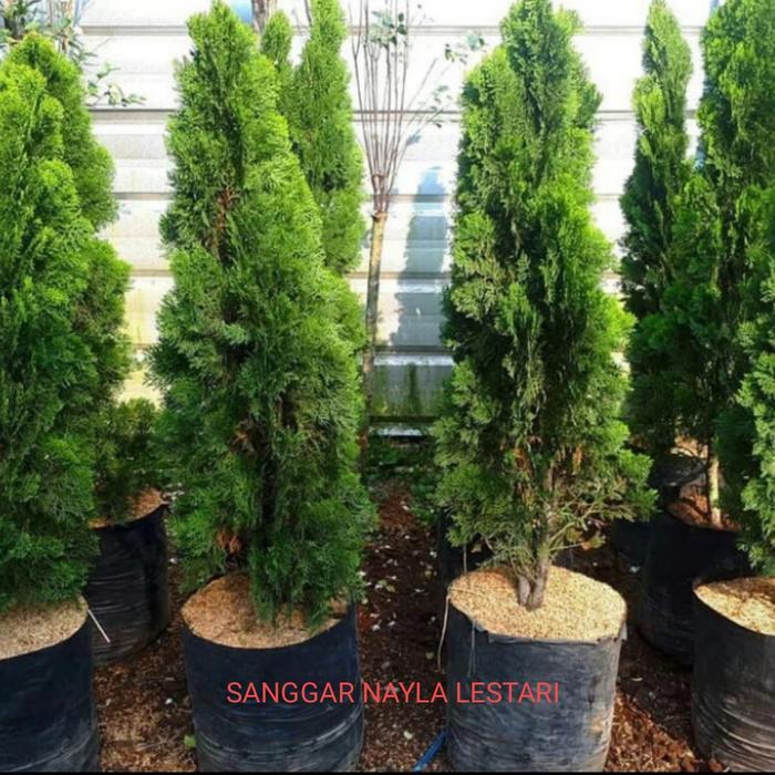 Tanaman hias cemara kipas 1meter/pohon cemara kipas