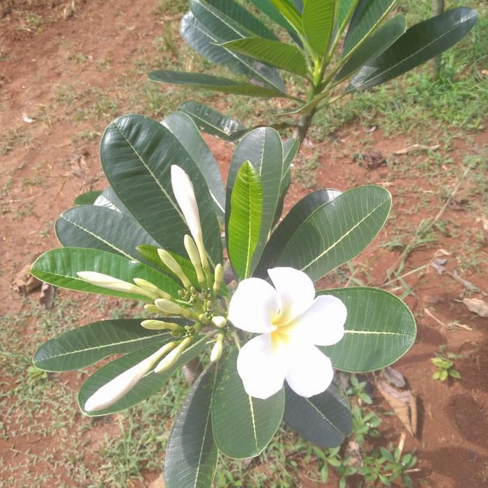 Stok Baru pohon kamboja bunga putih seperti gambar tinggi 1 meter
