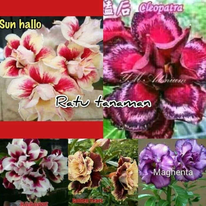 Paket 5 Bibit Bunga Kamboja Adenium - Tanaman hijau