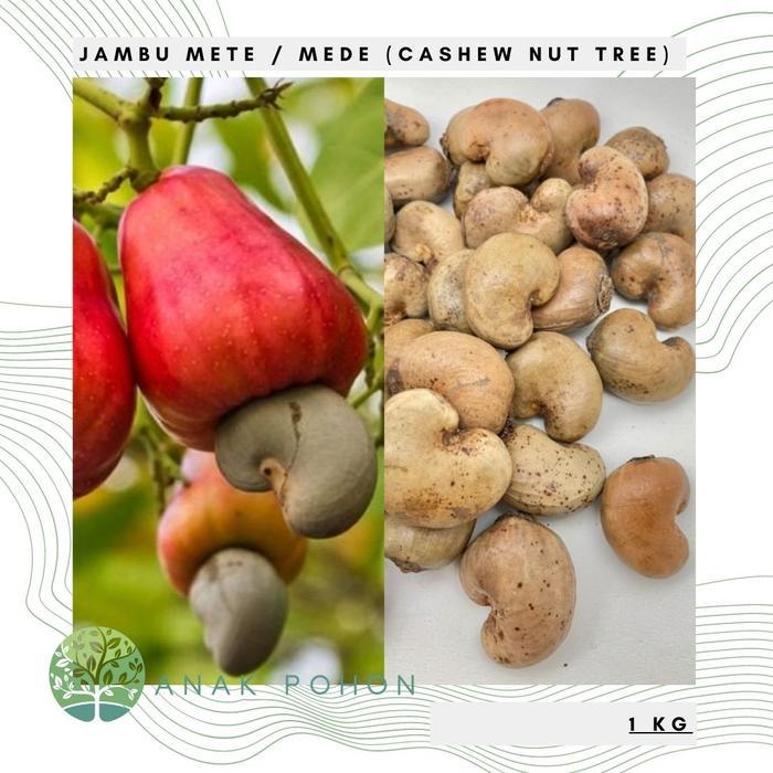 Growterra Farm (1 KG) JAMBU MONYET MEDE KACANG METE SEEDS