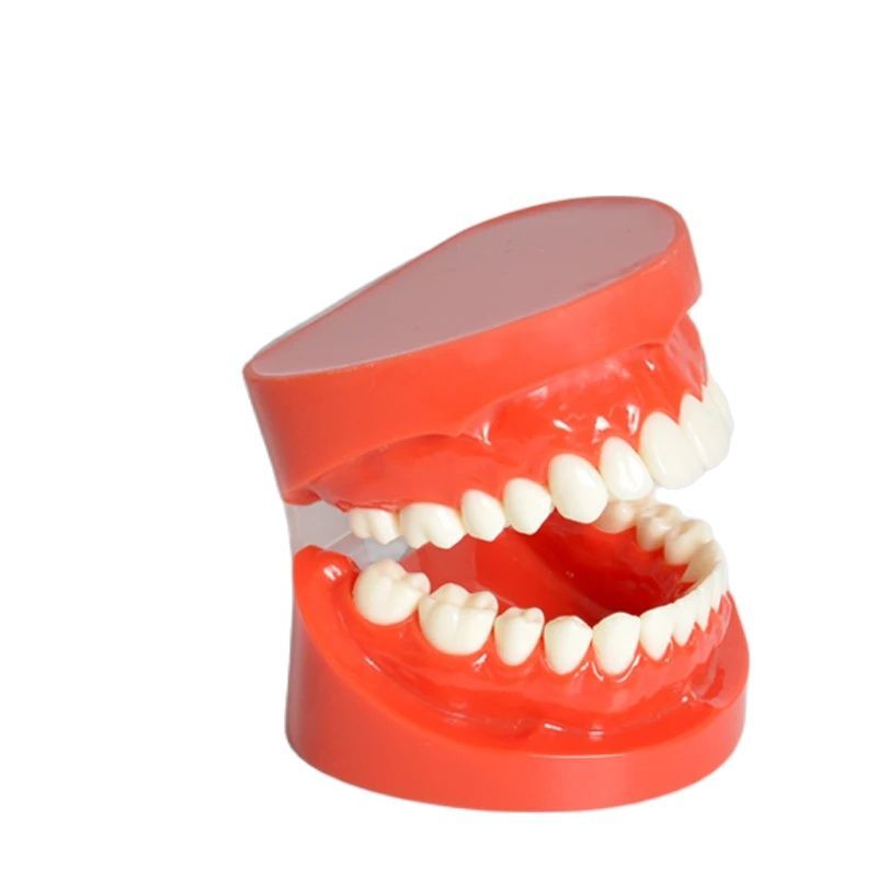 PROMO HARI INI  Dental M7004R Natural size Model-red Typodont Orthodontic Teeth Model F3JGB VIRAL