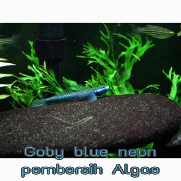 ikan hias aquascape Goby blue neon pembersih algae