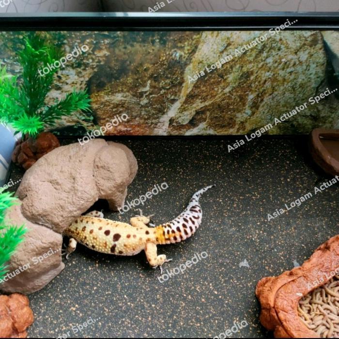 SALE sand mat alas reptil 25 x 40cm gecko ular kura dll karpet model pasir TERMURAH