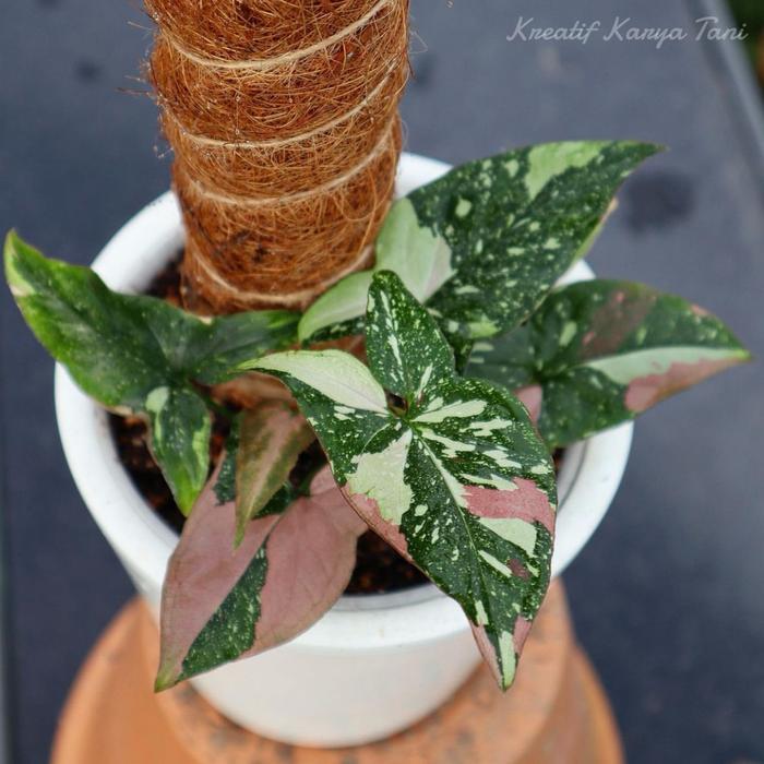 Najwa Gadget Tanaman Hias Syngonium Tricolor - Syngonium Red Spot Tricolor