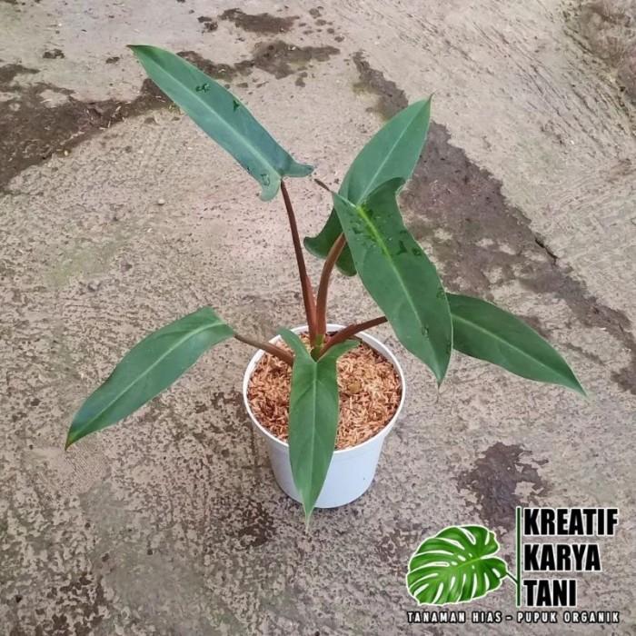 Najwa Gadget Tanaman Hias Philodendron Mexicanum - Philodendron Mexicanum