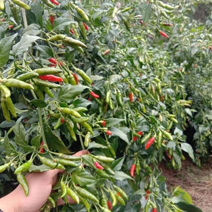 No 1 Terlaris Benih Cabe Rawit Hijau Lokal Jenis Padang 10 Gram - Bibit Lokal rawit hijau Siboras,