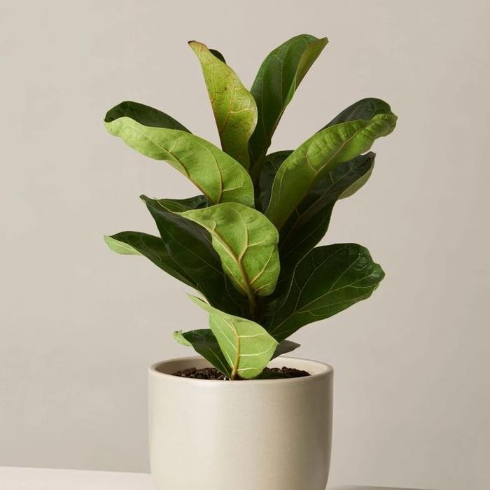 tanaman hias ketapang biola cantik mini original - ficus lyrata