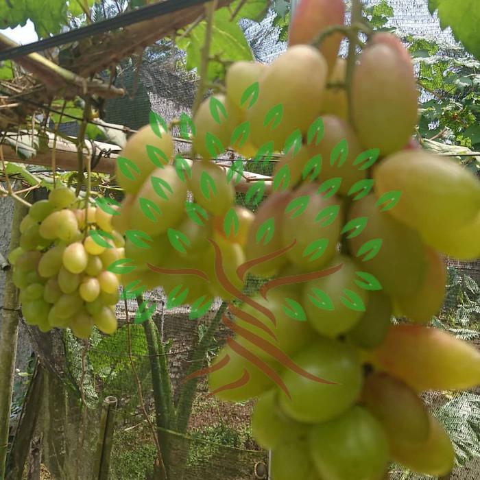 bibit tanaman buah anggur impor dixon-bibit anggur import dixon Terbaik