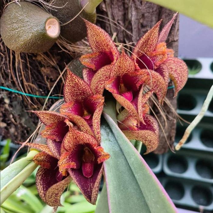 Hot Sale [ Dewasa ] Bulbophyllum Macrobulbon : Anggrek Langka Harga Bersahabat