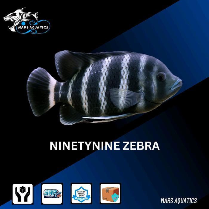IKAN NINETYNINE ZEBRA TILAPIA TANKMATE AQUASCAPE CICHLID BIG SIZE