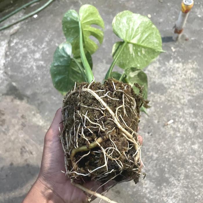 MEDIA TANAM LUMUT CACAH, SPAGNUM MOSS 1 KG TANAMAN