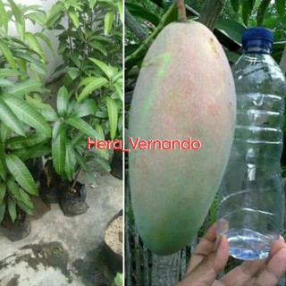 Bibit Mangga Kiojay Siap Berbuah Hasil Okulasi