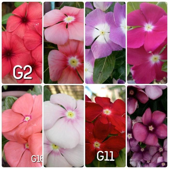 (5 butir) Benih Bunga Vinca Gantung Juntai Varian Mixed